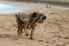 Briard