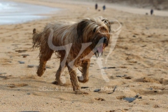 Briard