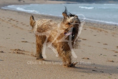 Briard