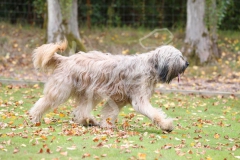 Briard