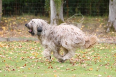 Briard