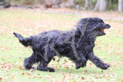 Briard