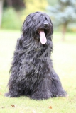 Briard