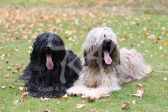 Briard