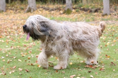 Briard