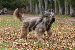 Briard