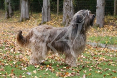 Briard