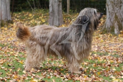 Briard