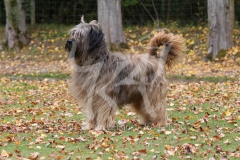 Briard