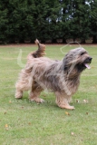 Briard