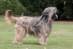 Briard