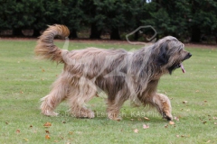 Briard