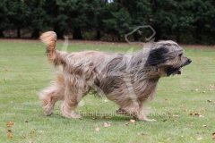 Briard