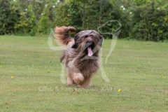 Briard