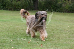 Briard