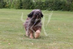 Briard