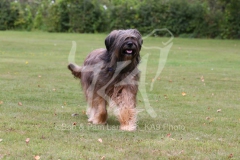 Briard