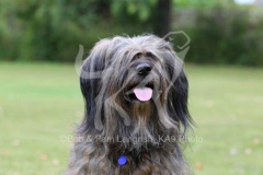 Briard