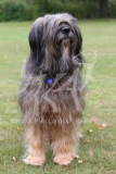 Briard