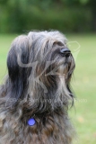 Briard