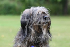 Briard