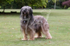 Briard