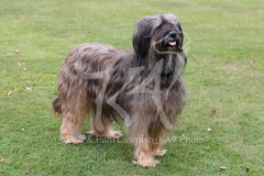 Briard