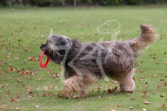 Briard