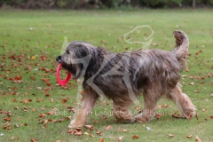 Briard