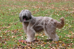 Briard