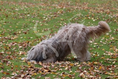 Briard