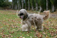 Briard