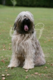 Briard