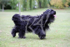 Briard