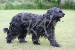 Briard