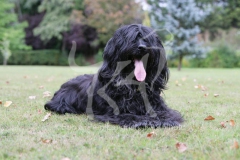 Briard