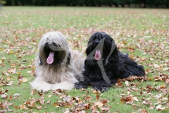 Briard