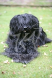 Briard