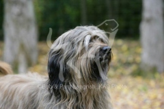 Briard