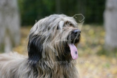 Briard