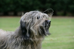 Briard