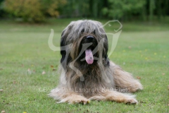 Briard