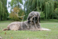 Briard