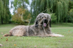 Briard