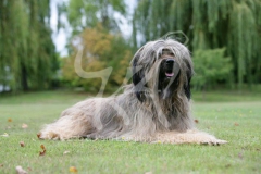 Briard