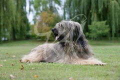 Briard