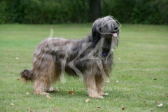 Briard