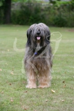 Briard