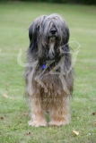 Briard