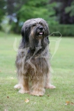 Briard